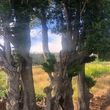 Nyaraló Quinta Do Til Prazeres