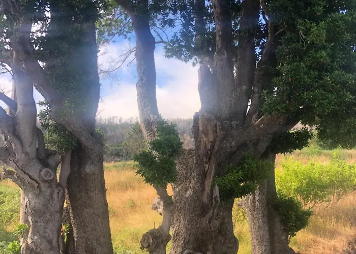 度假居 Quinta Do Til 普拉泽里什